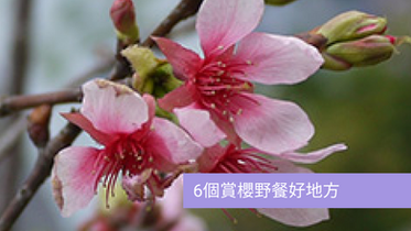6個賞櫻野餐好地方
