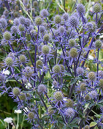 sea_holly_blue_glitter_plants.jpg