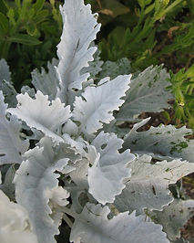 dusty_miller_flat_leaf.jpg