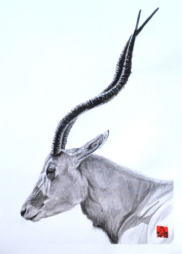 Addax peint à l'encre de Chine, dessin d'addax