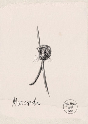 Tatouage de souris, tatouage de muscardin