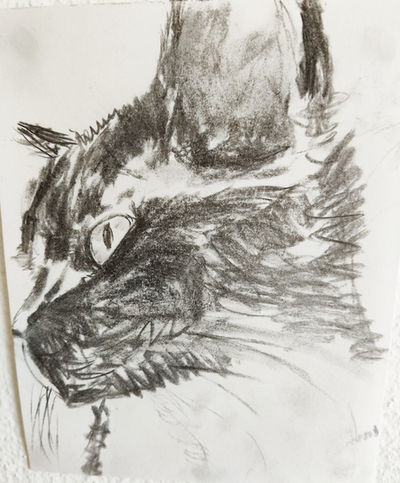 Portrait de chat au fusain