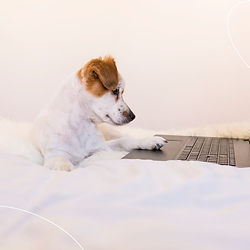 Neugier befriedigen - MySouldog