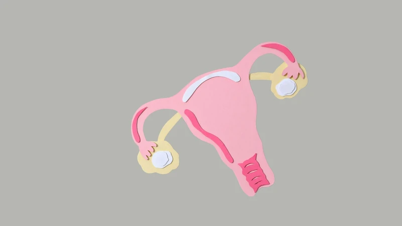 a picture of a cross section through the ovaries, fallopian tubes, uterus, cervix, and vagina