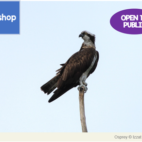 Raptor ID Workshop in Conjunction with Raptor Watch Weekend - 24th Feb 2018