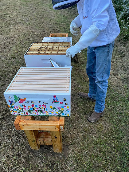bees in west virginia local honey near morgantown wv.JPEG