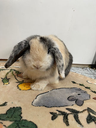 rabbits breeder near me in wv rabbit breeding.jpg