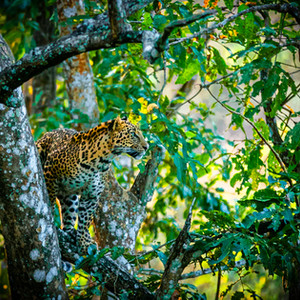The Silent Watcher - Capturing this scene wasn’t just about a photograph; it was about witnessing power and grace in perfect balance.