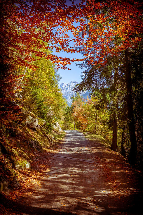 Swiss Fall Pathway.jpg