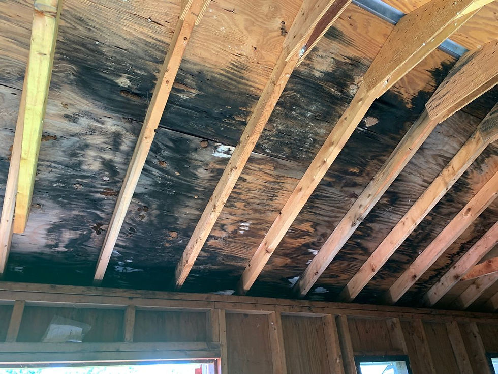Mold or Moss Growth
