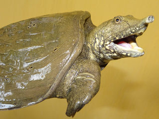 Bautizo agridulce para la tortuga manchada de caparazón blando