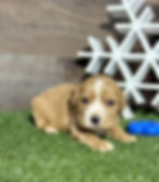 Golden Cavalier puppy for sale Nolan