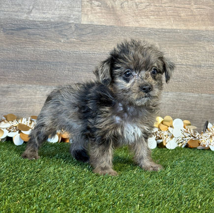 Yorkiepoo puppy for sale Paisley