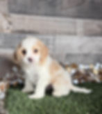 Cavapoo puppy for sale Colt