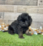 Cavapoo puppy for sale Carson