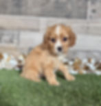 Cavapoo puppy for sale Carter