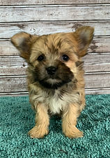morkie puppy