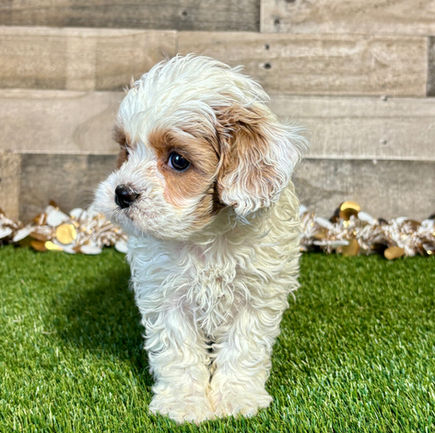 Cavapoo puppy for sale Dallas