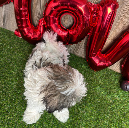 Malshi puppy for sale Velvet