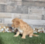 Cavapoo puppy for sale Cain