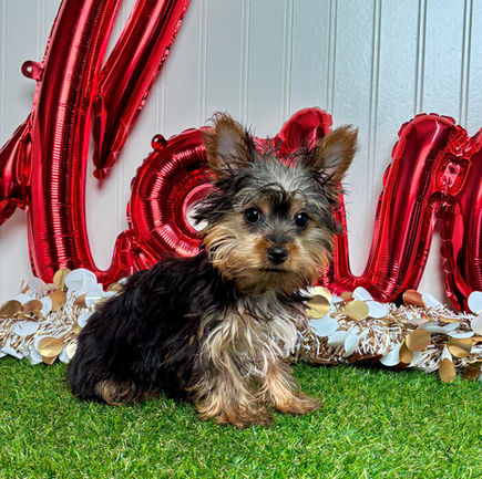 Yorkie puppy for sale Ike