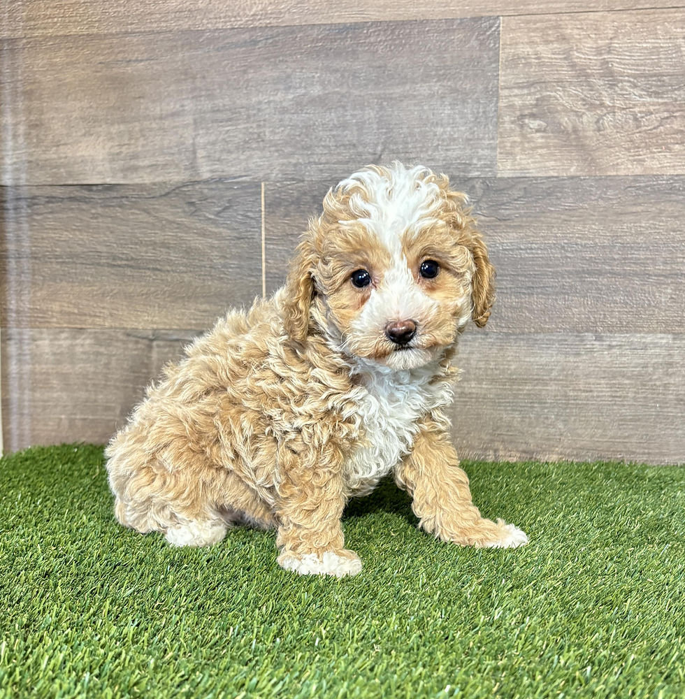 Maltipoo puppy for sale Maverick