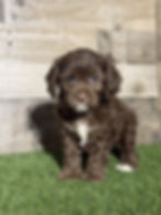 Cavapoo puppy for sale Cyrus