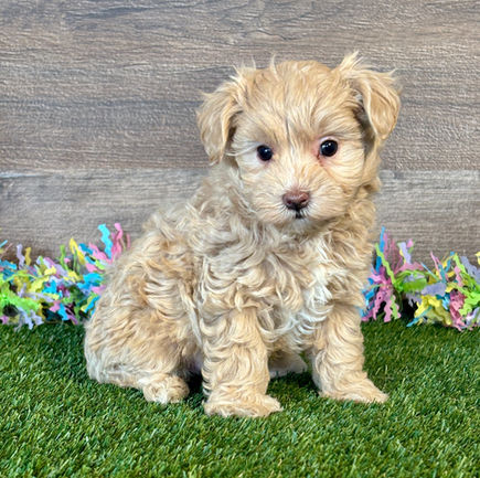 Maltipoo puppy for sale Nala