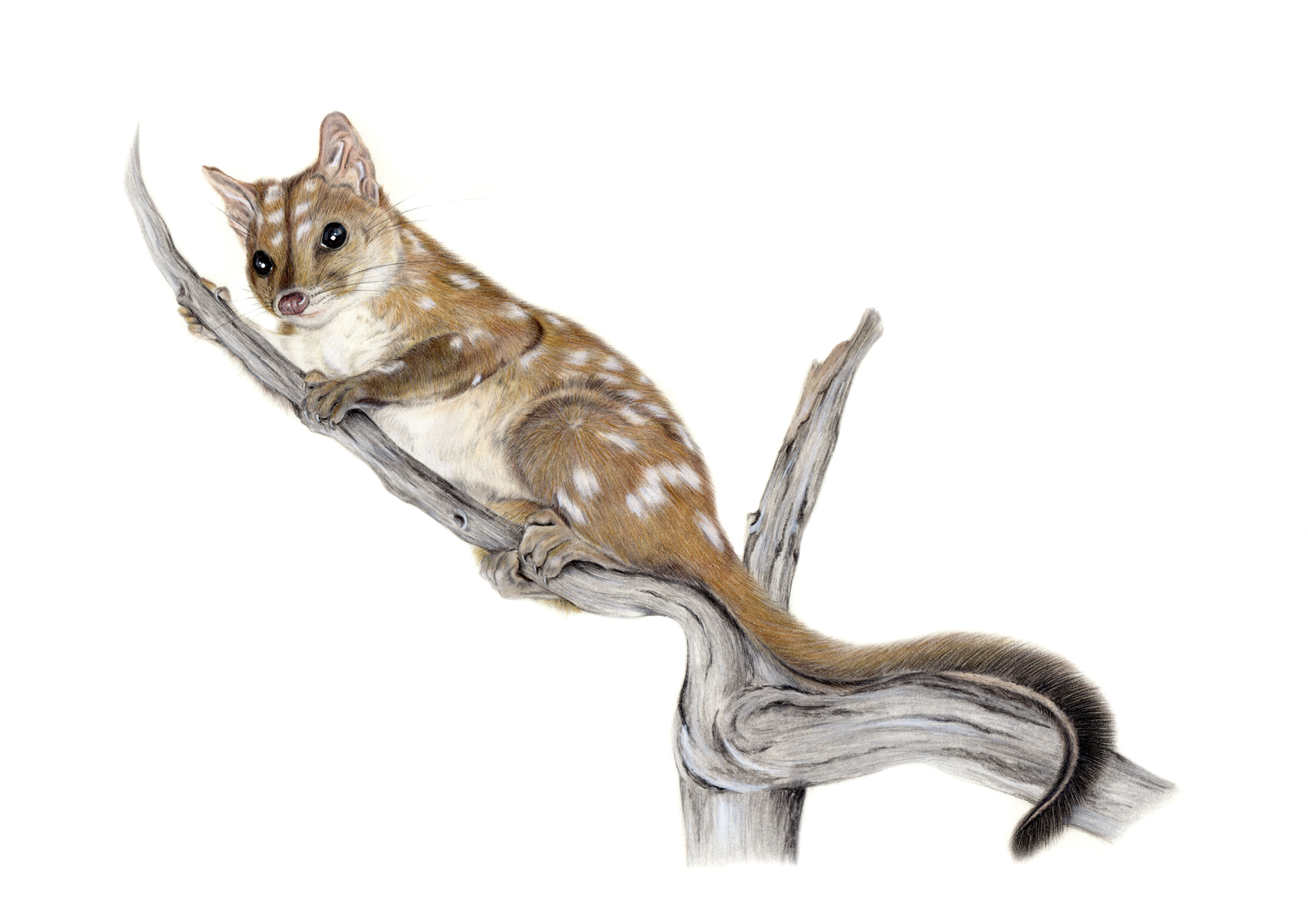 Chuditch Greeting Card