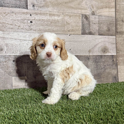 Cavapoo puppy for sale Cruz