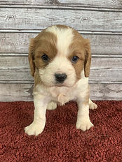 cavalier puppy