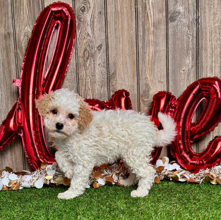 Poodle puppy for sale Gracie