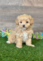 Maltipoo puppy for sale Nori