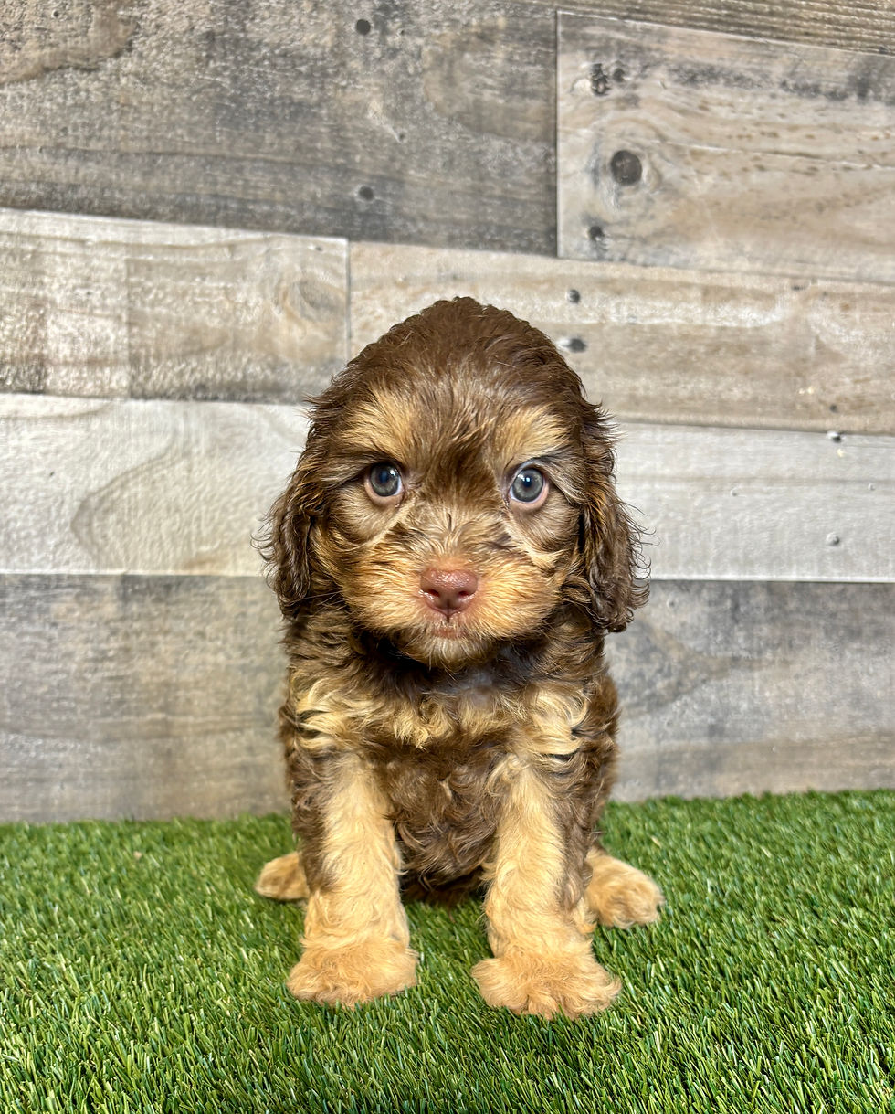 Cavapoo puppy for sale Colton