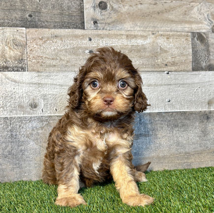 Cavapoo puppy for sale Cesar