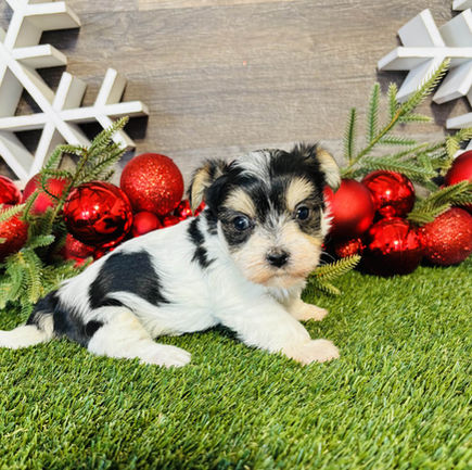 Morkie puppy for sale Georgia