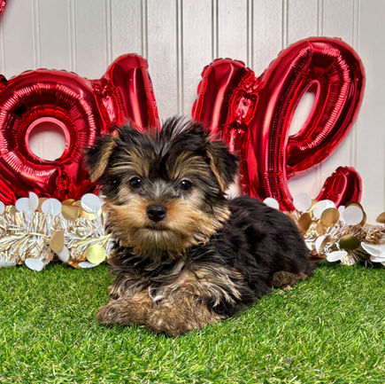 Yorkie puppy for sale Ivy