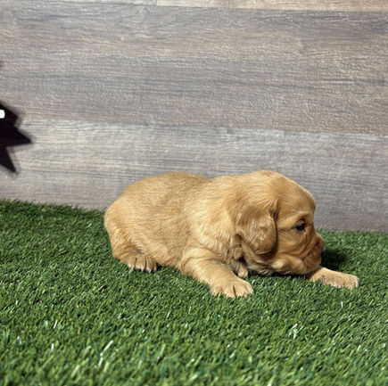 Golden Cavalier puppy for sale Navy