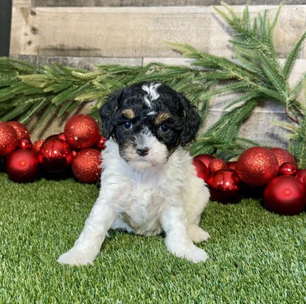 Cavapoo puppy for sale Klaire