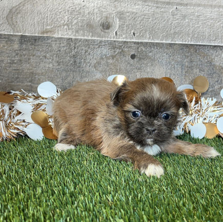 Shih-tzu puppy for sale Tia