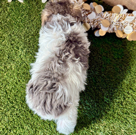 Yorkiepoo puppy for sale Parker