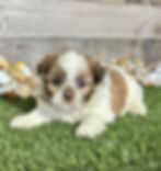 Shih-tzu puppy for sale Sylas
