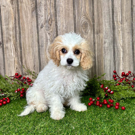Cavapoo puppy for sale Chloe