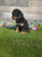 Cavalier puppy for sale Ava