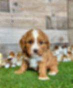 Cavapoo puppy for sale Chase