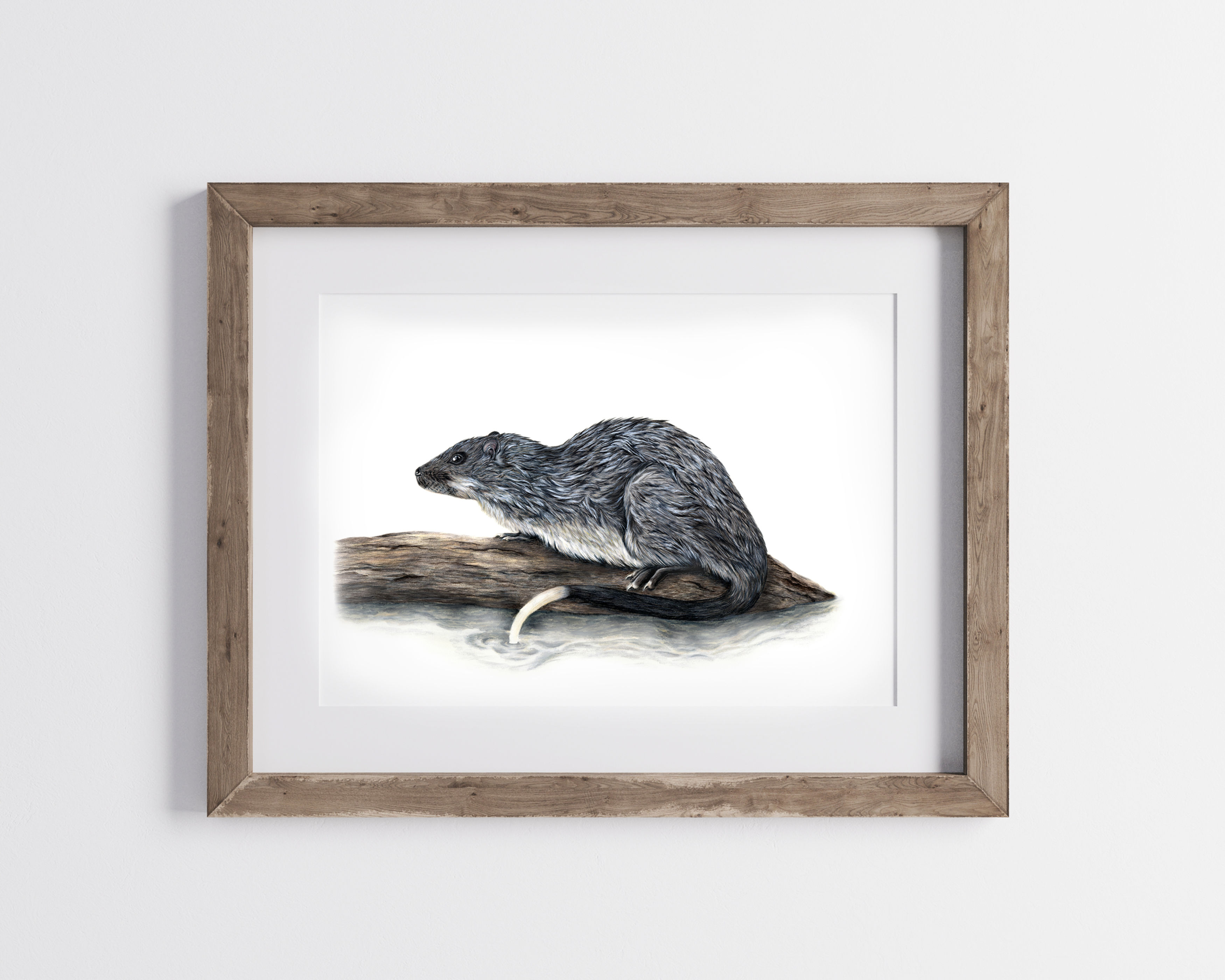 Rakali, Limited Edition Print