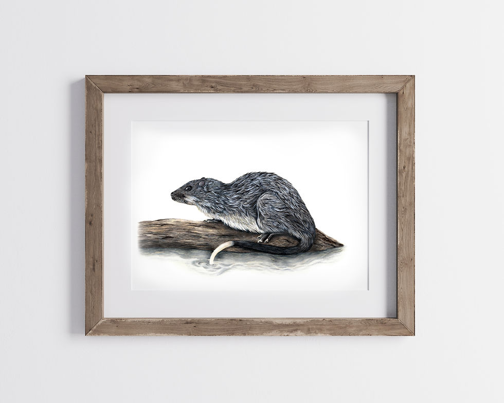 Rakali, Limited Edition Print