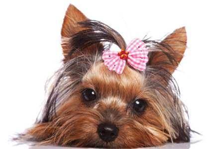 P and K Puppies logo