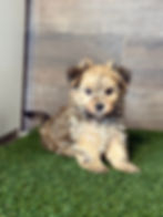 Morkie puppy for sale Warren