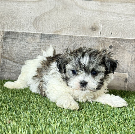 Shih-tzu puppy for sale Sully